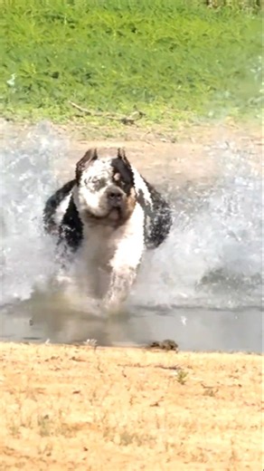 Big Dogs in Motion 🐕🔥 | Powerful Runs & Stunning Beauty