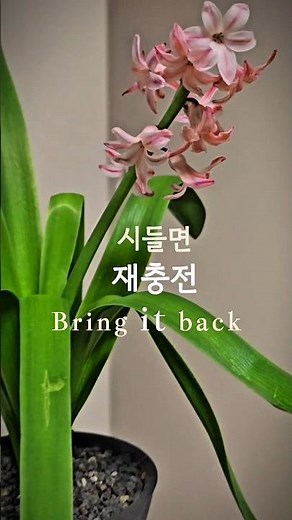 After flowering🪻구근 식물 꽃 진후 관리법✨️#hyacinth#bulbcare#히아신스구근#홈가드닝