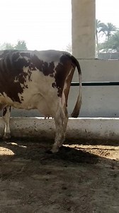 5.4K views · 107 reactions | Dutch animals for sale Milking cow 03007357783. Muzaffer garh | Dairy projects | Facebook