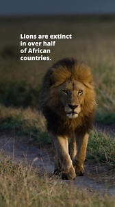 🦁 Lions in the wild are now extinct in more than half of African countries! According to a new LionAid report, only an estimated 13,014 lions are left in eastern and southern Africa — and a critically low 342 in western and central Africa. The report also reveals that lions are extinct in 26 African nations and considered ""effectively extinct"" in another 12. These iconic big cats face severe challenges, including the loss of their natural habitats due to expanding human settlements, and poach