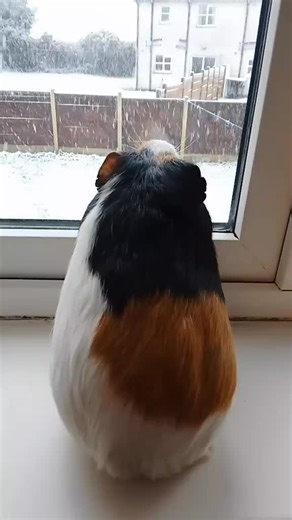 frozen #frozen movie #frozen#fyp the movie frozen #fyp #fyp | frozen movie