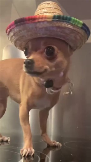 Why I Can't Be a Policeman: A Comedic Take