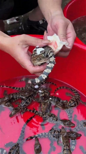 Crocodile Nest and Hatchling Rescue Process