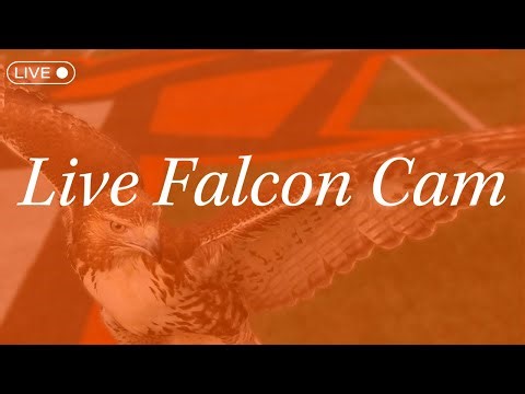Falcon Cam 🔈 | Peregrine falcon nest live camera, Bowling Green, Ohio