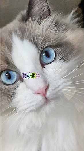 【飼い主ならば～】 #cat #ラグドール #猫のいる暮らし