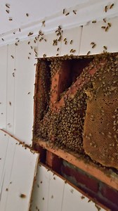 297K views · 4.1K reactions | This Beehive Was SHOKINGLY HUGE! This...