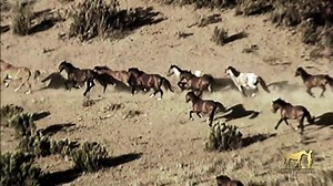 25K views · 957 reactions | What is a Monty's Special Training? https://montyrobertsshop.com/collections/courses/products/courses-montys-special-training-5-days | Monty Roberts | Facebook