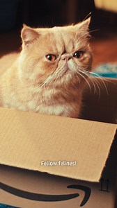 🐱 Seen a change in our packaging? To reduce the amount of packaging we use, we're delivering eligible items in their own packaging. Read more about the program here: https://amzn.to/3HJpCfL | Amazon.com.au