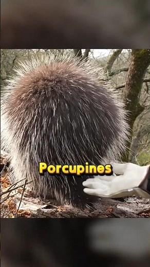 Why Porcupine Shoot their Quills