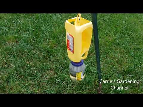 do homemade japanese beetle traps work, homemade japanese beetle trap that works