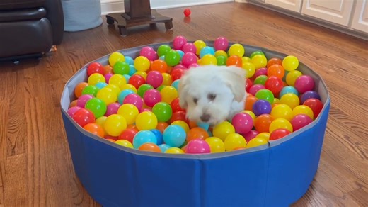 39K views · 1.8K reactions | HAVING A BALL. I remember our son used to love playing in these ball pits as a child. Fun stuff. Now they are apparently all the rage for dogs. Terri Howard Anderson shared this awesome video of their Shichon puppy, Gracie. She is playing in her ball pit and absolutely loves it. I COULD WATCH THIS ALL DAY. | Nick Beres NC5 | Facebook