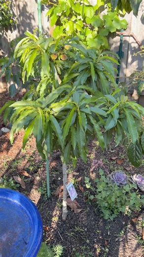 Miniature peach tree #gardening #garden #fruittrees