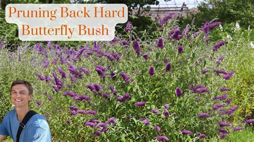 Butterfly bush hard pruning - how to cut back overgrown buddleia for better flowering & growth