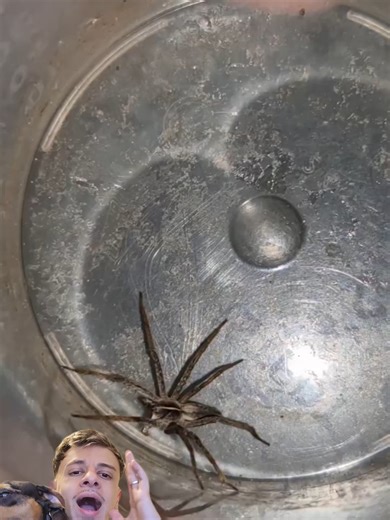 Aranha Lobo vs Formigas: Quem Leva a Melhor?