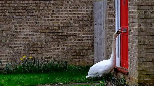 Mischievous swan keeps knocking on doors of houses near its pond