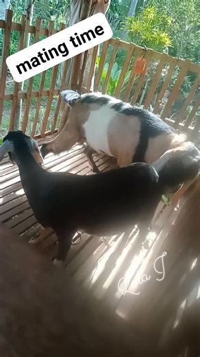 Mating time of Anglo-nubian goats #farmlife #goatfarming #animalreproduction #sarilingsikap | Josefina Ricablanca