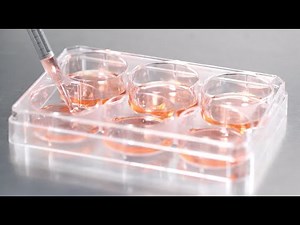 Cell Contamination: What you may be overlooking