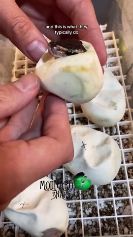 Mojave Ball Python hatch, from start to finish! *full video*