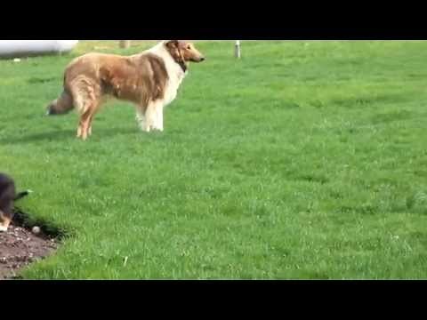 Collie Puppies for Sale