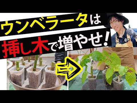 【初心者向け】ウンベラータの枝を切って増やす！手順を解説します