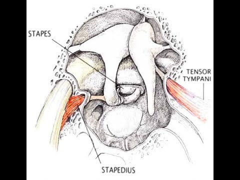 Tensor tympani muscle \\origin-insertion-blood and nerve supply\\anatomy