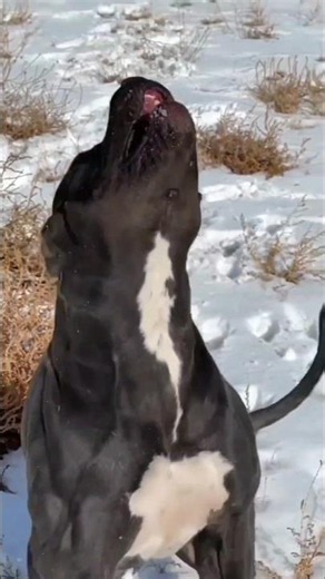 American Staffordshire Terrier Dog