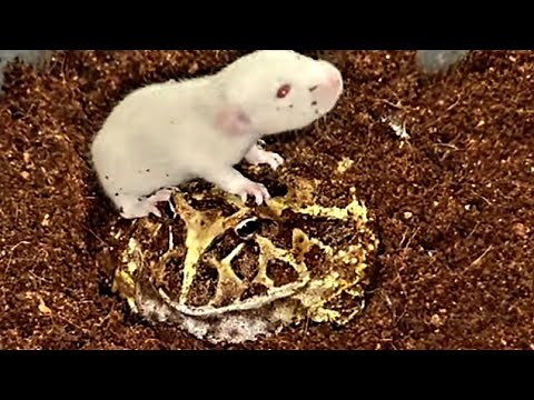 Horned Frog Eats Rat / Warning Live Feeding