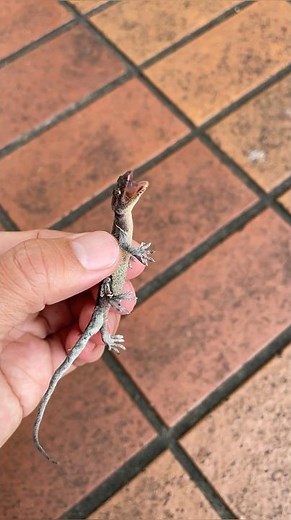 Twist and crush the gecko