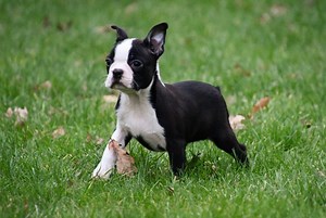 Boston Terriër pups te koop - Viervoethoeve