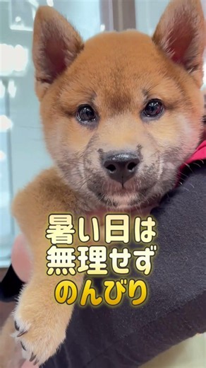 夏の柴犬、なぜか麦茶が似合いすぎる…🍵のんびり赤柴の子犬｜#柴犬 #子犬 #プチマリア