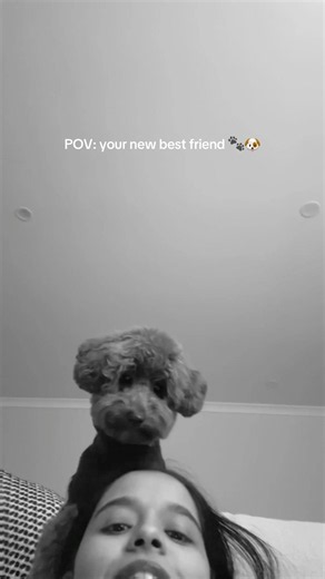 Your new best friend 🥹🐾🐶