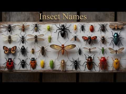Vocabulary: Insects Names | English Vocabulary