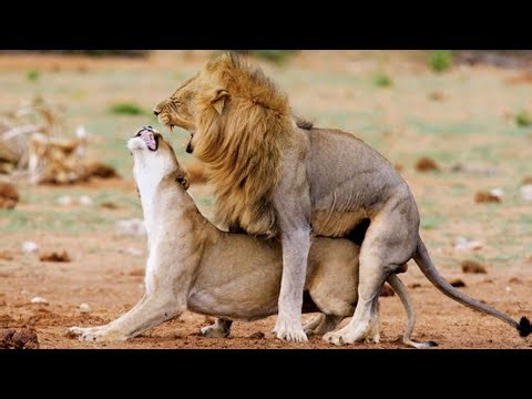Puma Documentary The Silent Killer of the Mountains Cougar Life Hunting Skill