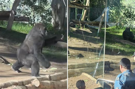 Startling video captures gorilla smashing glass wall of San Diego Zoo enclosure