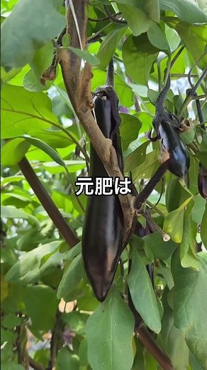 なすの追肥のタイミング#魚粉肥料 #熊本 #肥料 #農業を盛り上げたい
