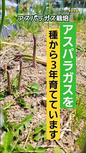 アスパラガスを種から3年育ててるよ♪《しーの家庭菜園＊アスパラガス栽培の宣伝だよ♪》