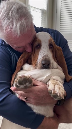 103K views · 7.4K reactions | Sweetest Weezest #workoutvideos #ilovemydog #bassethound #basset hounds h#bassethoundpost #bassethoundlove #reelstrending #dogsofinstagram #30a #bassethoundsofig #instagood #instagreat #instadaily #instalike #instalove #instamood #instadog #taylorswift #funnyvideos #beauty #healthyfood #instalove #dogsarelife #dogsofinsta #workout #reelsinsta #bassetmoments #instagood #instagreat #instadaily #fun #gameday #blogger #instadogs | Basset Hound Clubs | Facebook