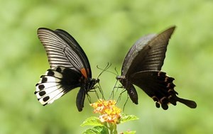 12 Tips and Resources to Learn Spoken Japanese | FluentU Japanese Blog