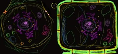 ପ୍ରାଣୀ ଏବଂ ଉଦ୍ଭିଦ କୋଷର ସାରାଂଶ