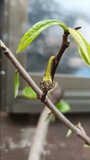 ポポー収穫記念！ 花芽から収穫までの成長を順番にまとめてみたよ