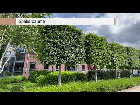 Spalierbäume kaufen? 🌳 Entdecken Sie die verschiedenen Spalierbäume