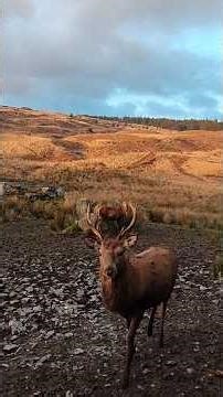 Red Deer Fighting During the Rut | Galloway Forest Park, Scotland #shorts
