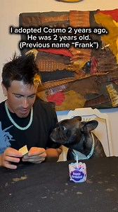 111K views · 5.2K reactions | Happy birthday Cosmo  | French Bulldog World | Facebook
