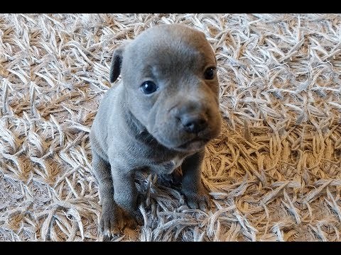 Staffordshire Bull Terrier With Puppies 2019 (Staffy)