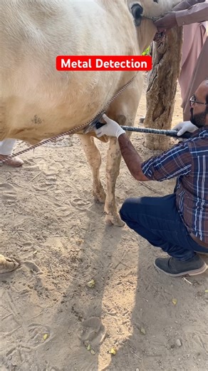 Foreign body in bull| How to detect | metal object| #music #physicalprotection #fieldguard #safey