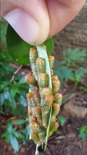 Spiny Bug, Mini Caterpillars & Parasites —Nature's Most Disturbing! 😱🪲