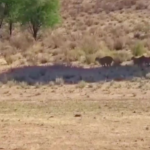 😱#wildanimals #leopard #coyote #animals