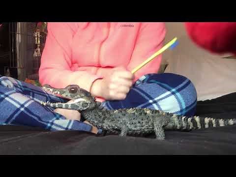 Training with a smooth front dwarf caiman