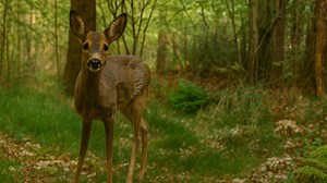 This Was Caught by a Hidden Camera in Nature