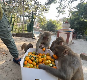 17K views · 2.9K reactions | Feeding 26 kilogram orange to monkeys and heavy testy meal for group of hungry dogs | Feeding Animal | Facebook